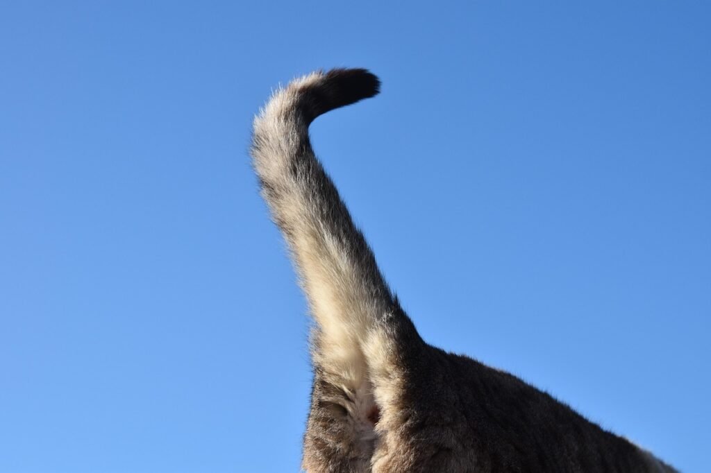 cat tail, striped cat, cat, pet, feline, animal, cloud tail, cat tail, cat tail, cat tail, cat tail, cat tail