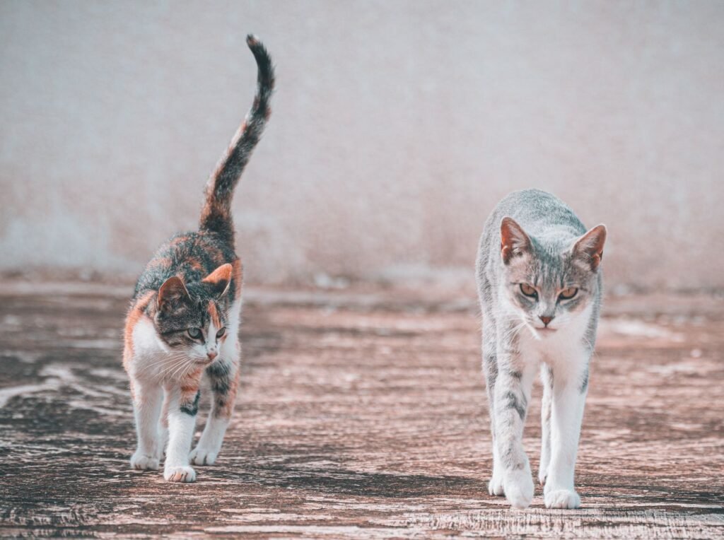 Adorable cats exploring a concrete surface in Tunis. Perfect for pet and animal lovers.