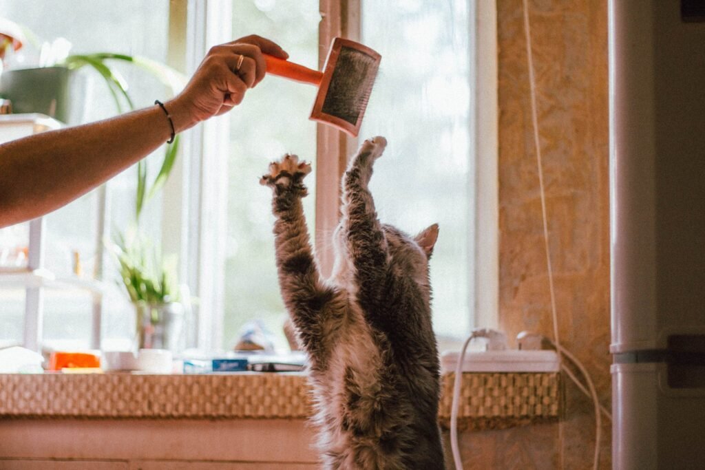 Side view of crop anonymous female holding hairbrush while playing with cute cat standing on hind legs while showing paws with claws near window in apartment